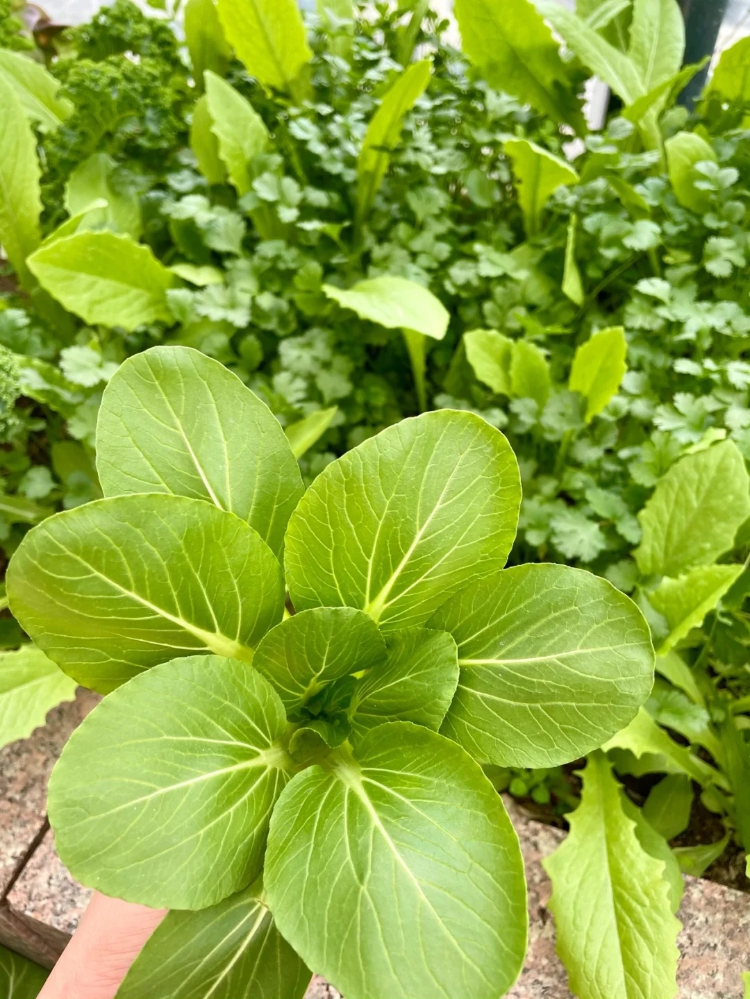 种菜的烦恼～蚜虫入侵😱_7_花田半亩_来自小红书网页版